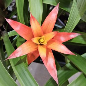 Bromeliad Guzmania Orange 150mm