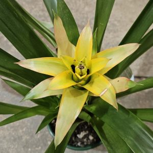 Bromeliad Guzmania Yellow 150mm