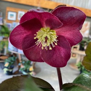 Helleborus Ice & Roses Merlot 200mm Pot