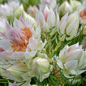 SERRURIA BLUSHING BRIDE 200MM
