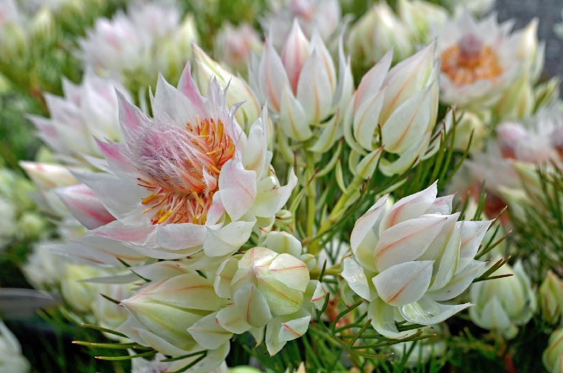 SERRURIA BLUSHING BRIDE 200MM