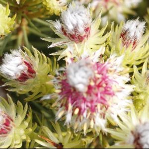 Serruria Raspberry Burst 180mm