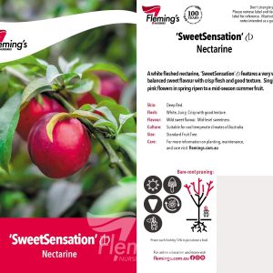 Nectarine Sweet Sensation 330mm Pot