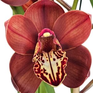 Orchid Cymbidium Aoache Flame Kahlua Standard 200mm
