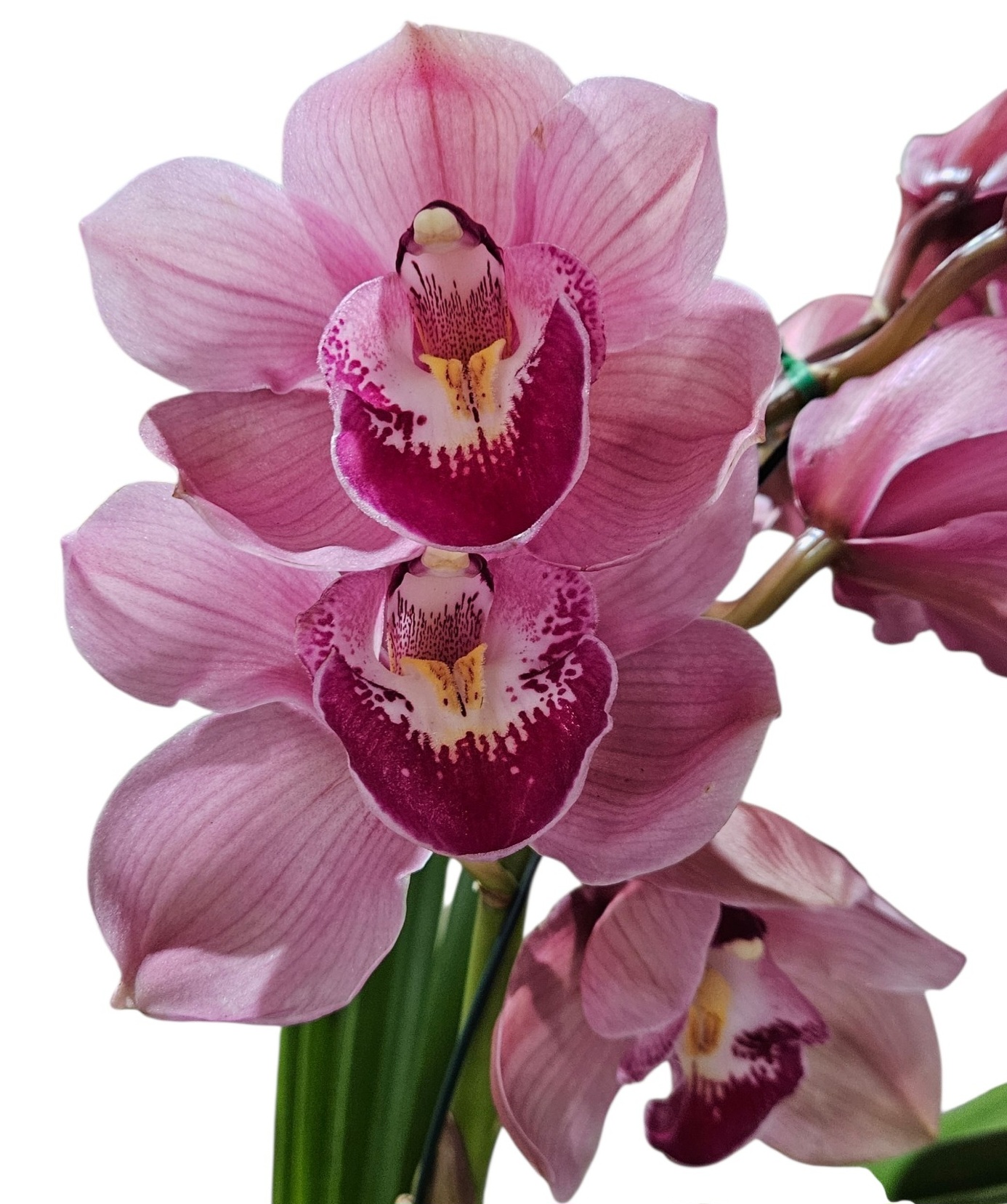 Orchid Cymbidium Dural Dream Supreme Standard 1 Spike 200mm