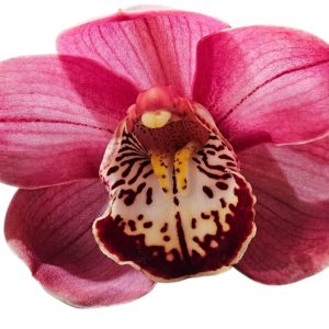 Orchid Cymbidium Pepper Drfeam Standard 1 Spike 200mm
