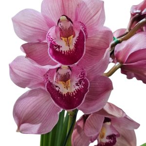Orchid Cymbidium Dural Dream Supreme Standard 2 Spike 200mm