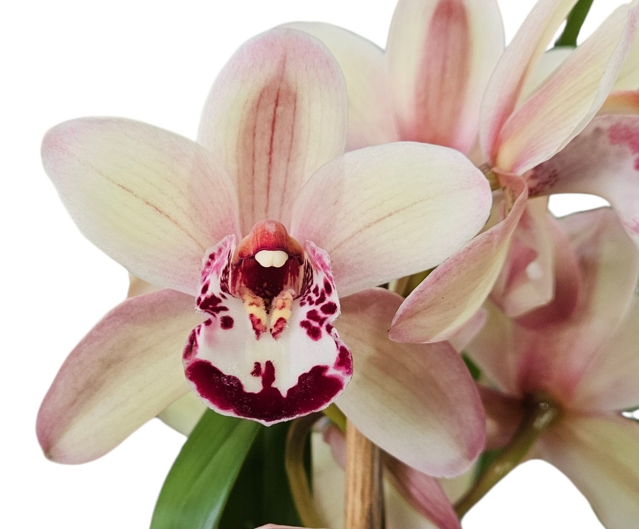 Orchid Cymbidium Cream Blush 2 Spike