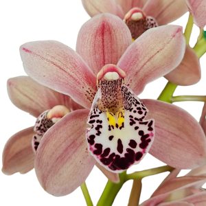 Orchid Cymbidium Jessie Blackiston x Dural Dream Picture 2 Spike