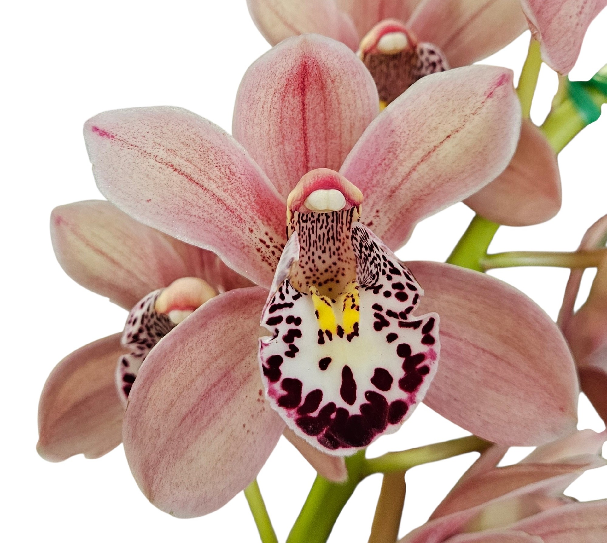 Orchid Cymbidium Jessie Blackiston x Dural Dream Picture 2 Spike