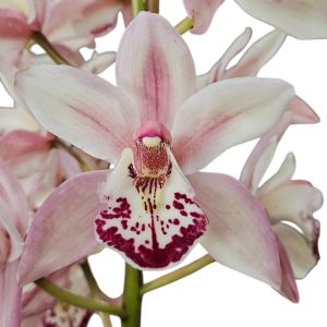 Orchid Cymbidium Jumbo Tupp Stevie x Dural Dream Supreme 2 Spikes