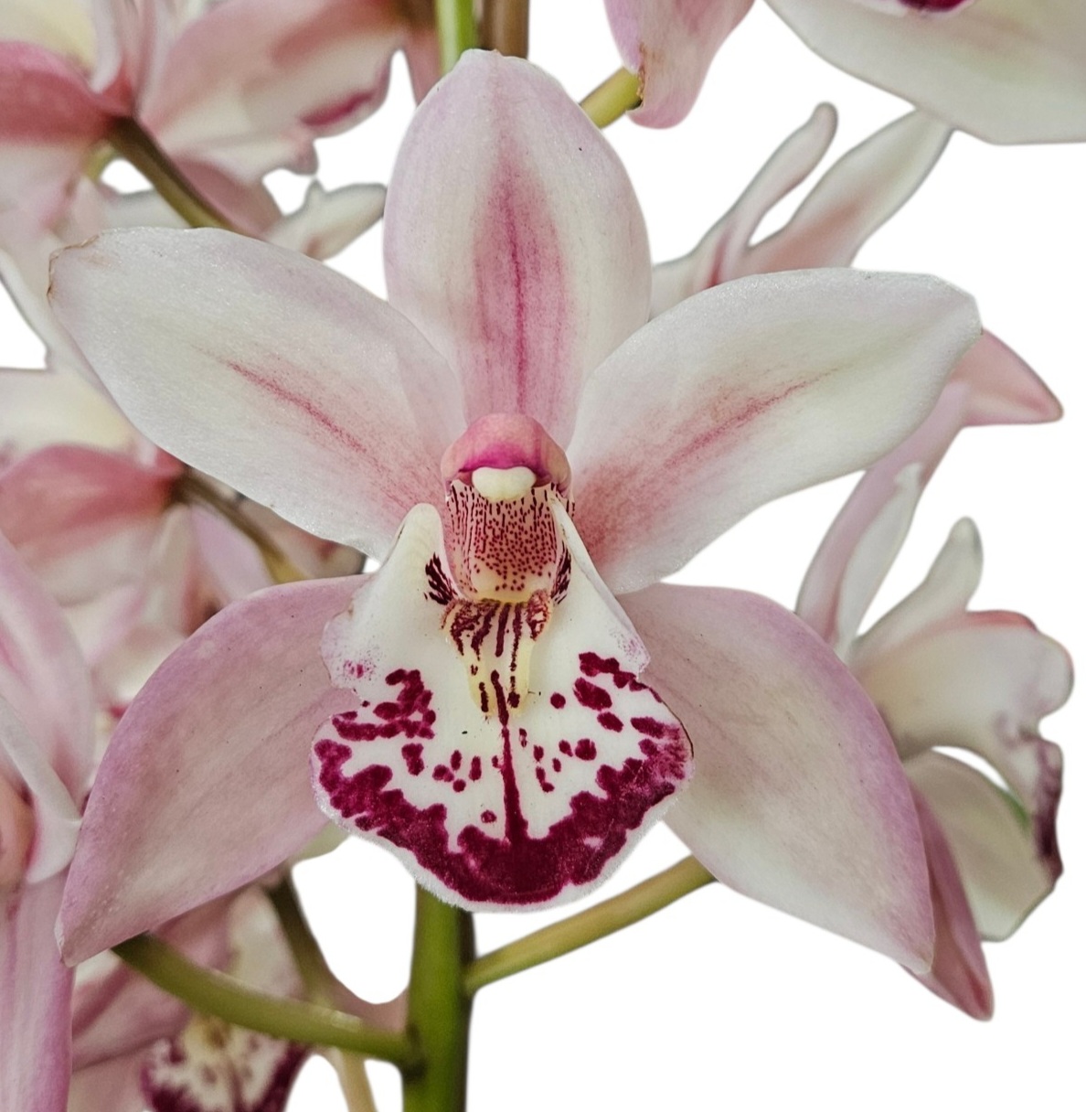 Orchid Cymbidium Jumbo Tupp Stevie x Dural Dream Supreme 2 Spikes