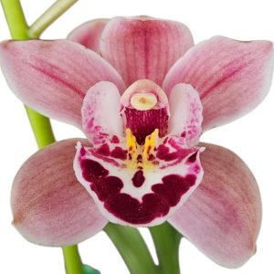 Orchid Cymbidium Jessie Blakiston x Dural Dream Supreme 1 Spike