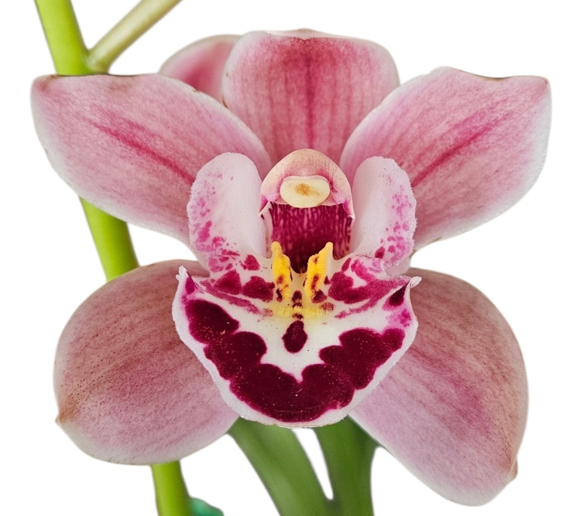 Orchid Cymbidium Jessie Blakiston x Dural Dream Supreme 1 Spike