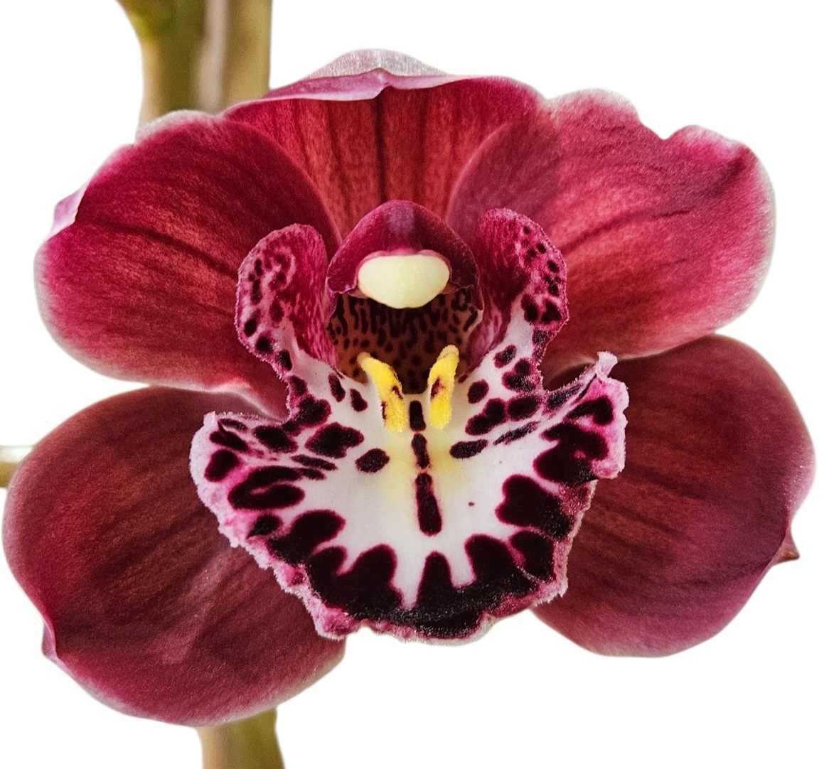 Orchid Cymbidium Jumbo Tupp Stevie x Regal Flames Queen Of Hearts 1 Spike