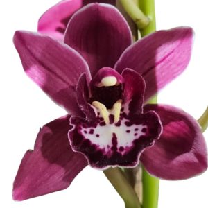 Orchid Cymbidium Jessie Blakiston x Dural High Dural 1 Spike 175mm