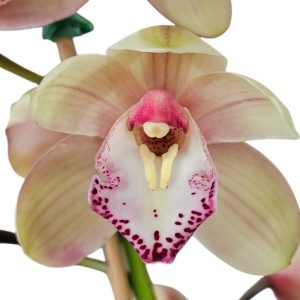 Orchid Cymbidium Jessie Blakiston x Jessie Blakiston x Pepper Blaze Flame 1 Spike 175mm