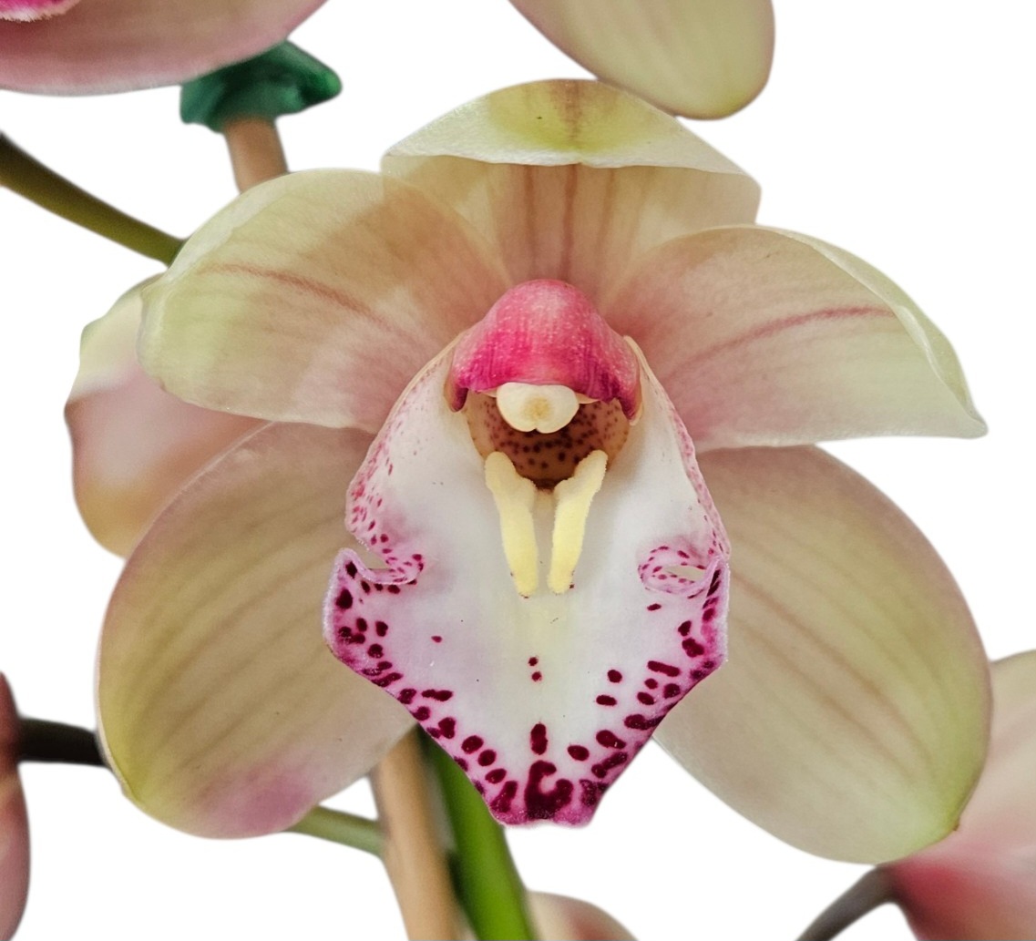 Orchid Cymbidium Jessie Blakiston x Jessie Blakiston x Pepper Blaze Flame 1 Spike 175mm