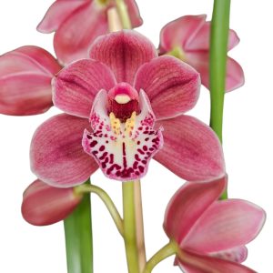 Orchid Cymbidium Jumbo Tupp Stevie x Pepper Blaze x Regal Flame 1 Spike 175mm