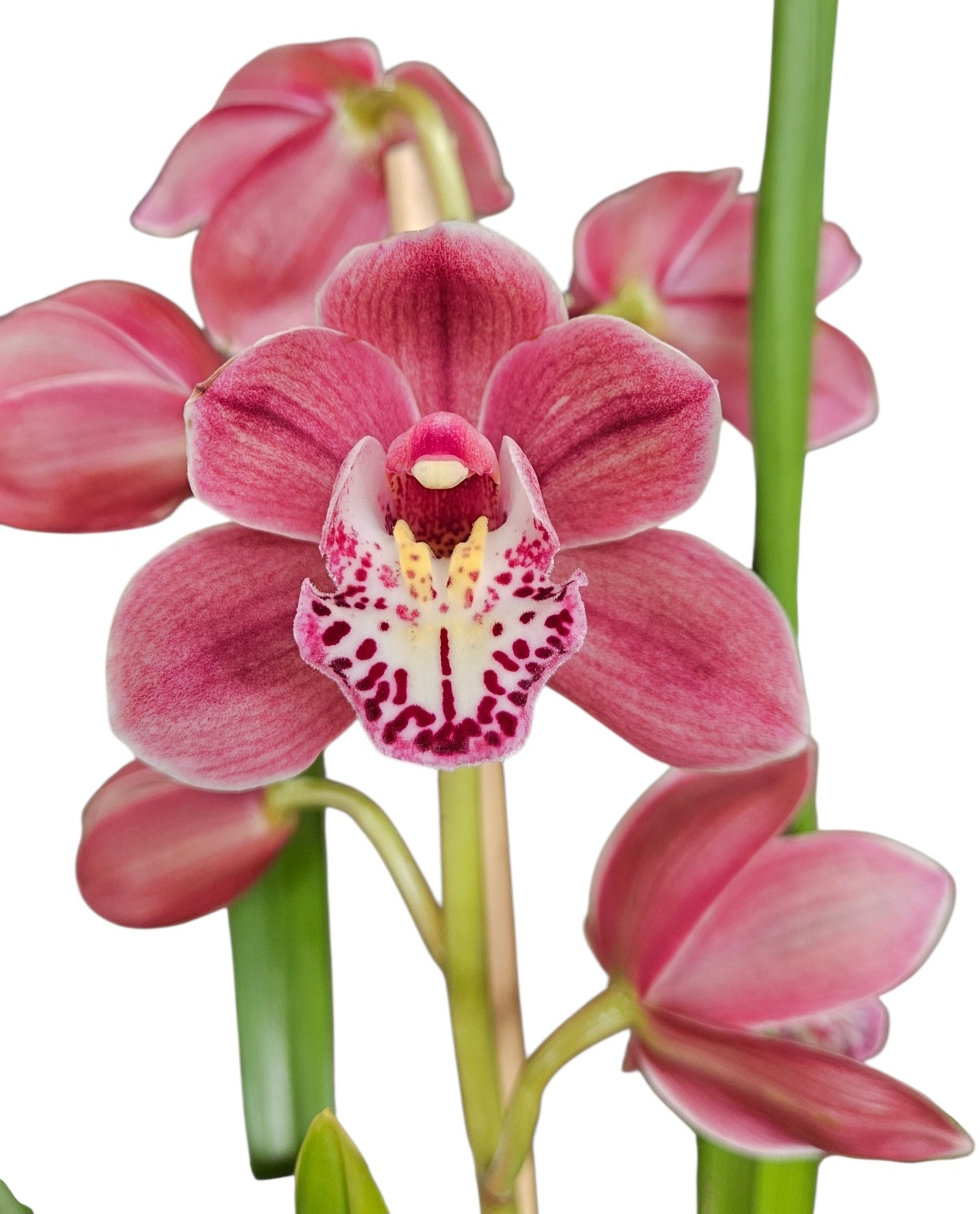 Orchid Cymbidium Jumbo Tupp Stevie x Pepper Blaze x Regal Flame 1 Spike 175mm