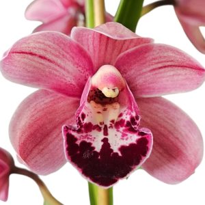 Orchid Cymbidium Jimbo Tupp Stevie x Regal Blaze No.1 1 Spike 175mm