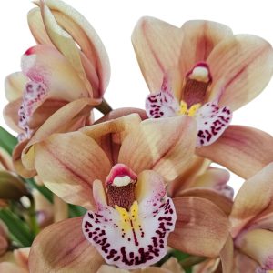 Orchid Cymbidium Jessie Blakiston x Regal Flames Queen Of Hearts 1 Spike