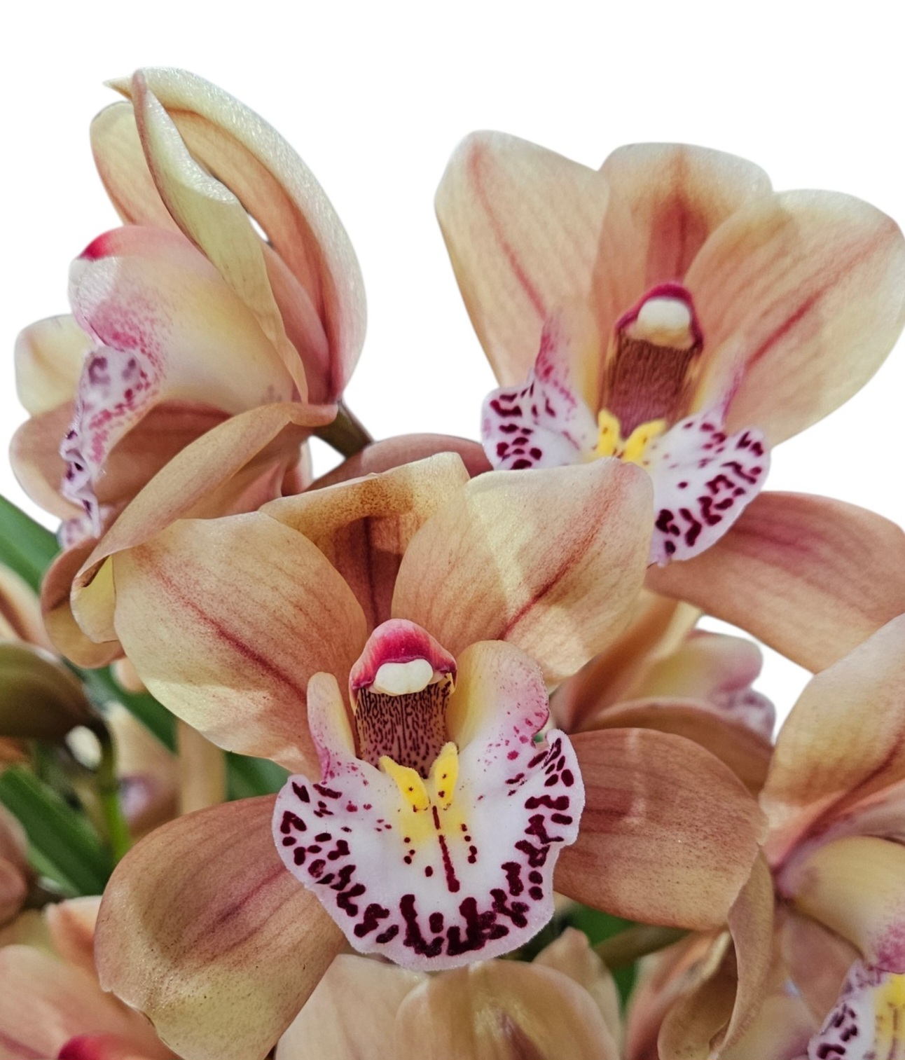 Orchid Cymbidium Jessie Blakiston x Regal Flames Queen Of Hearts 1 Spike