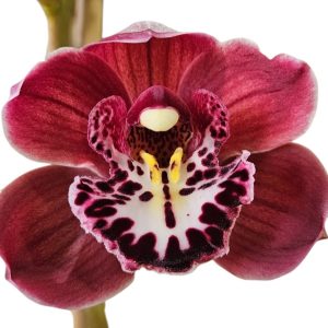 Orchid Cymbidium Burgundy Tones 1 Spike 175mm