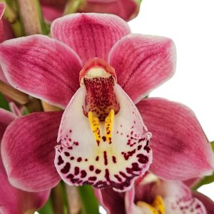 Orchid Cymbidium Pink Tones 1 Spike 175mm