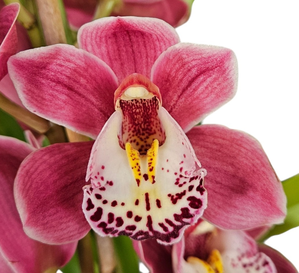 Orchid Cymbidium Pink Tones 1 Spike 175mm