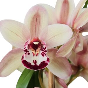 Orchid Cymbidium Cream Tones 1 Spike 175mm
