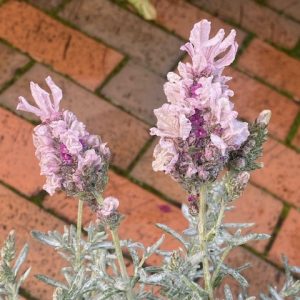 Lavender Pink Dragonfly 140mm