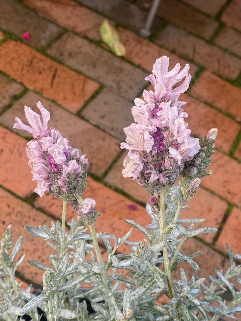 Lavender Pink Dragonfly 140mm