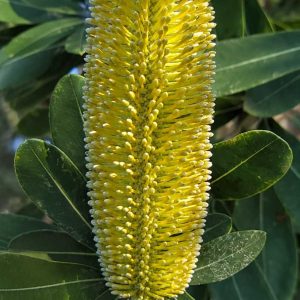 Banksia integrifolia New Dawn 140mm