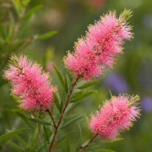 Callistemon Princess 140mm