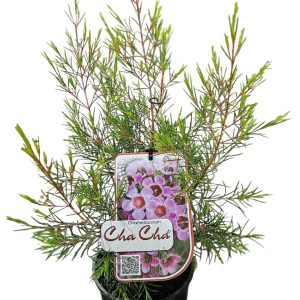 Chamelaucium Cha Cha 140mm