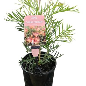 Grevillea Coral Fusion 140mm
