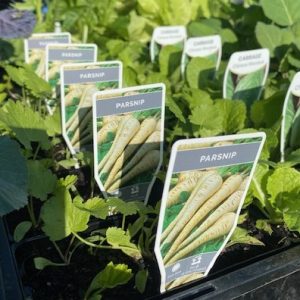 Parsnip Seedling Punnet
