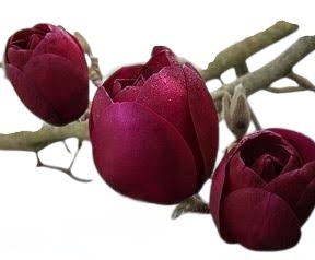 Magnolia Black Tulip 250mm
