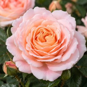 ROSE PEACH PROFUSION 200MM
