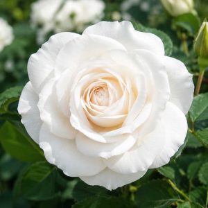 ROSE MARGARET MERRIL 200MM
