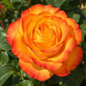 ROSE TEQUILA SUNRISE 200MM