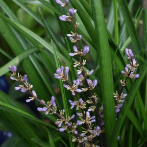 Liriope Evergreen Giant 140mm