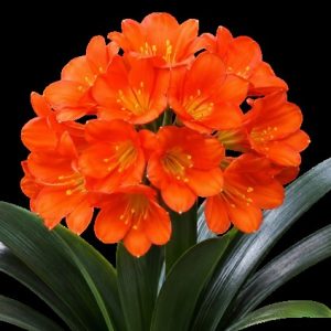 CLIVIA MINIATA BELGIUM HYBRID 170MM