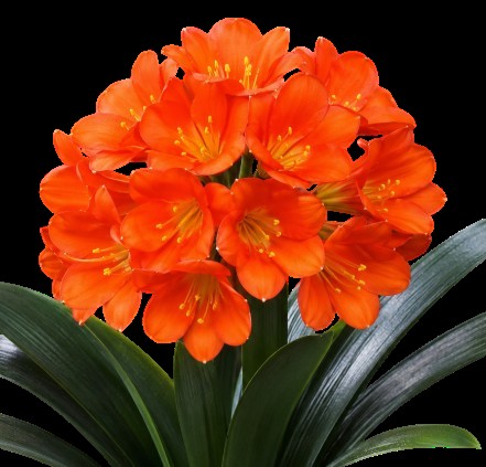 CLIVIA MINIATA BELGIUM HYBRID 170MM