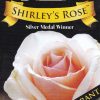 Rose Shirleys Rose 200mm