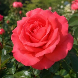 ROSE HAPPY ANNIVERSARY BUSH 200MM