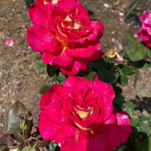 ROSE FIONAS WISH