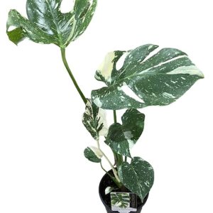 Monstera Thai Constellation 130mm