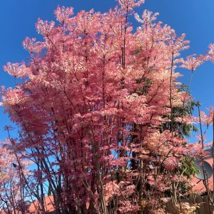Cedrela sinensis Flamingo Chinese Cedar 330mm